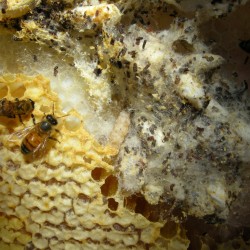 infested honey comb