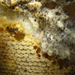 moth infested honey comb