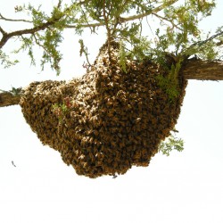 swarm on a branch in May of 2008