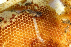Bee Competitors and Diseases