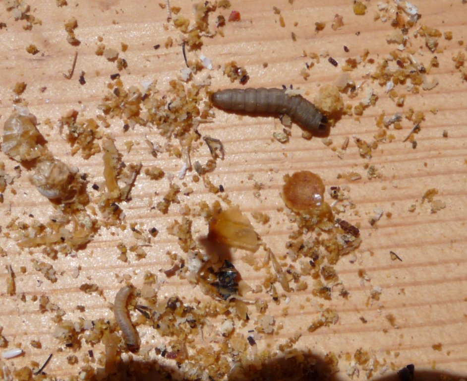 Wax moth larvae
