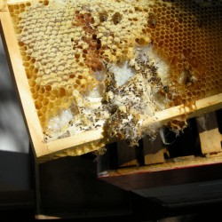 not enough bees to fend off moth