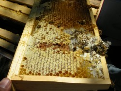 wax moth mayhem