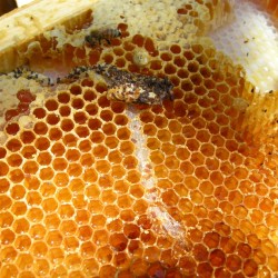 wax moth tunnel through comb