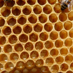 Laying worker--multiple eggs in cells