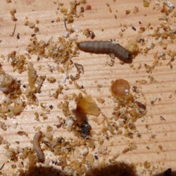 Wax moth larvae