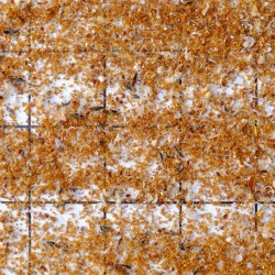 dead verroa mite fallen onto bottomboard