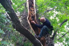 Bee Removal and Extraction