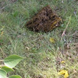 bees-on-ground