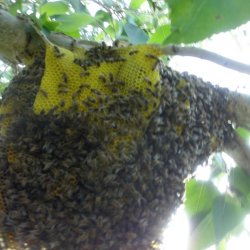 cottonwood-outside
