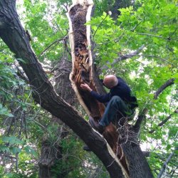 peter-checking-hive-in-split-tree