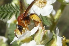 Native Bees of Northern New Mexico