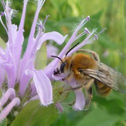 Western Digger Bee