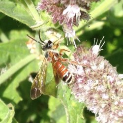 Dieunomia