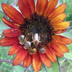 Long horned bees asleep