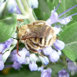 Long horned bee