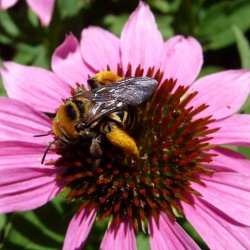 Oblique Longhorn Bee