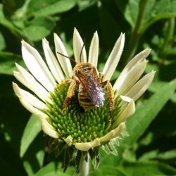 Oblique Longhorn bee