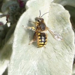 Anthidium