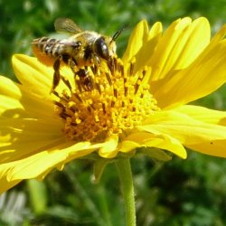 Megachile