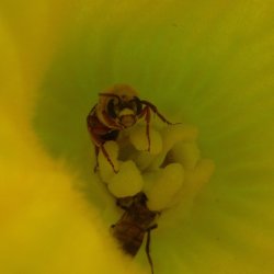 Squash bee: Xenoglossa