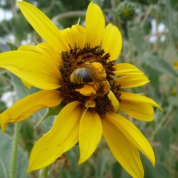 Andrena