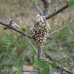 Dianthidium bee nest