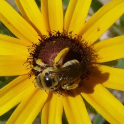 Sunflower chimney bee