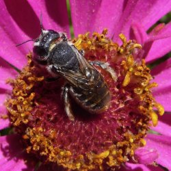 Megachile: Lithurgopsis apicalis
