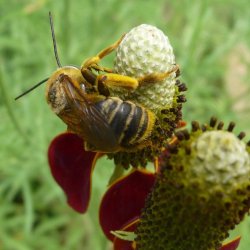 Longhorn Bee