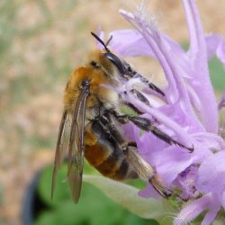 Western Digger bee