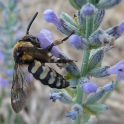 Cuckoo bee: Xeromelecta interrupta
