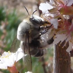 Common Digger Bee