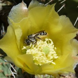 Megachile: Lithurgospsis