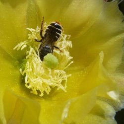 Megachile: Lithurgopsis