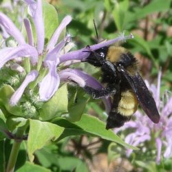 Bumble bee Bombus sonorus
