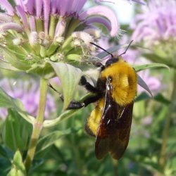 Morrison's Bumble Bee
