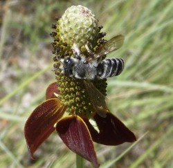Megachile