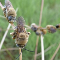 Long horned bees