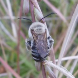 Long horned bee