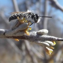 Andrena