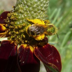 Striped sweat bee