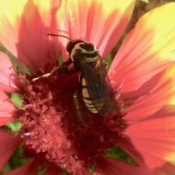 Triepeolus remigatus