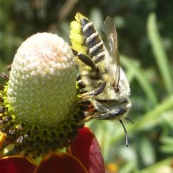 Megachile