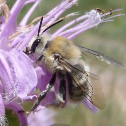 Common Digger Bee