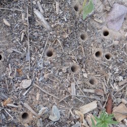 Ground nests