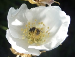 Metallic sweat bee