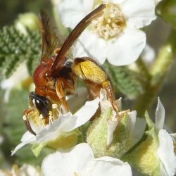 Andrena