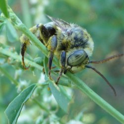 Oblique Longhorn bee