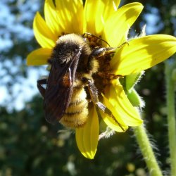Bumble Bee